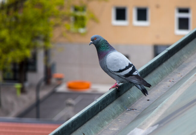 Piques_anti_pigeons_Geneve