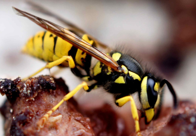 wasp-gc94a89777_1920
